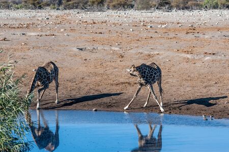Two Angolan Giraffes - Giraffa giraffa angolensis- standing near a waterhole in Etosha National Park. Giraffes are the most vulnerable when drinking.の写真素材