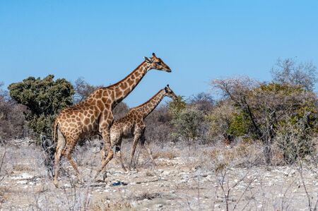 Angolan Giraffes - Giraffa giraffa angolensis-walking through the bushed of Etosha National Park, Namibiaの写真素材