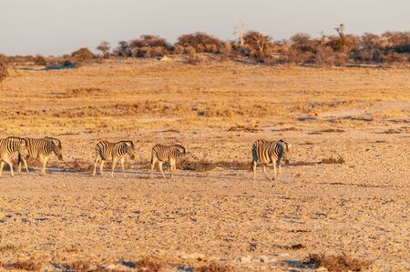 A group of Burchells Plains zebra -Equus quagga burchelli- grazing on the plains of Etosha National Park, Namibia, around sunset.の写真素材