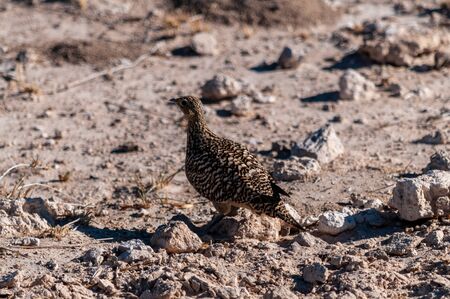 Closeup of a Crested Francolin - Dendroperdix sephaena- in Etosha National Parkの写真素材