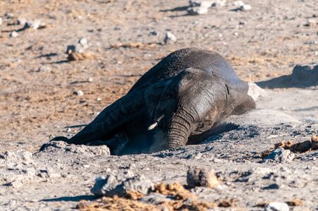 An African Elephant -Loxodonta Africana- rolling in the sand of Etosha National Park, Namibia, after having taken a bath.の写真素材