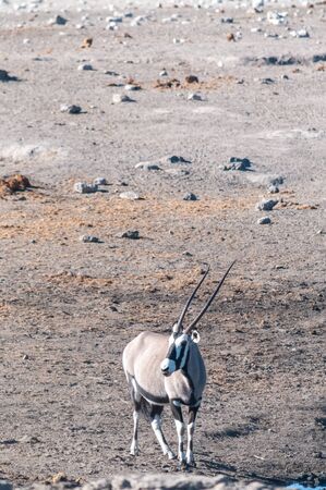 One Orynx - Oryx gazelle- near a waterhole in Etosha national park, Namibia