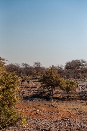 One Impala -Aepyceros melampus- grazing on the plains of Etosha National Park, Namibia.