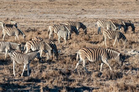 A group of Burchells Plains zebra -Equus quagga burchelli- standing close to each other on the plains of Etosha National Park, Namibia.の写真素材