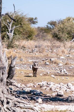 A Common Warthogs - Phacochoerus africanus- in the wilderness of Etosha. Etosha National Park, Namibia.の写真素材