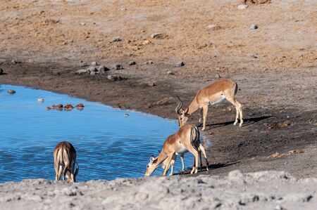 A group of Impalas - Aepyceros melampus- drinking from a waterhole in Etosha National Park, Namibia.の写真素材