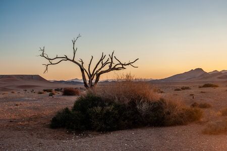 The rising sun is casting long shadows across the Dune Landscape of the Khomas Region in Central Western Namibia.の写真素材