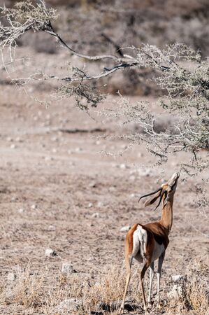One Impala - Aepyceros melampus- browsing from scrubs in Etosha National Park, Namibia.の写真素材