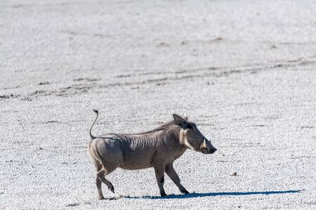 Closeup of a Common Warthog - Phacochoerus africanus- on the Etosha Salt Pan. Etosha National Park, Namibia.の写真素材