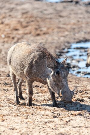 Closeup of a Common Warthog - Phacochoerus africanus- near a waterhole in Etosha. Etosha National Park, Namibia.の写真素材