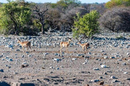 A group of greater kudu -Tragelaphus strepsiceros- Walking nervously around a waterhole in Etosha National Park, Namibia.の写真素材