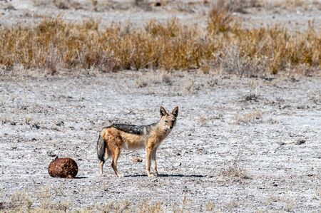 A side-striped Jackal -Canis Adustus- hunting for prey in Etosha National Park, Namibia.の写真素材