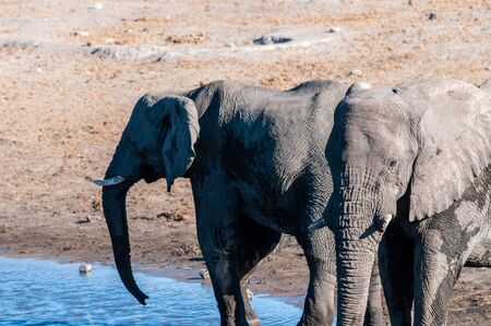 Two African Elephants -Loxodonta Africana- drinking from a waterhole. Etosha National Park, Namibia.の写真素材