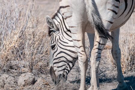 Closeup of the head of a Burchells Plains zebra -Equus quagga burchelli- in Etosha National Park,...