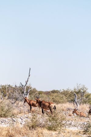 A herd of Red Hartebeest - Alcelaphus buselaphus Caama- also known as the Kongoni, or Cape...