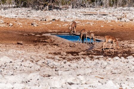 A group of Impalas -Aepyceros melampus- drinking from a man-made waterhole in Etosha National Park, Namibia.の写真素材
