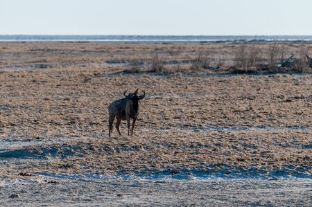 Two blue wildebeest - Connochaetes taurinus- grazing on the plains of Etosha. Etosha National Park,...