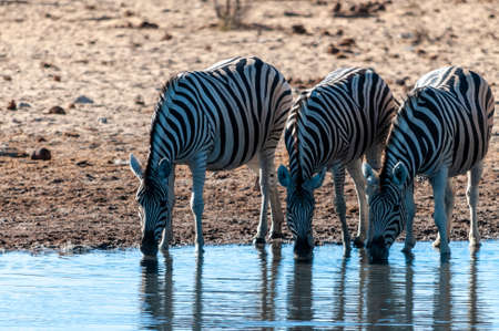 A group of Burchells Plains zebra -Equus quagga burchelli- drinking from a waterhole in Etosha National Park, Namibia.の写真素材
