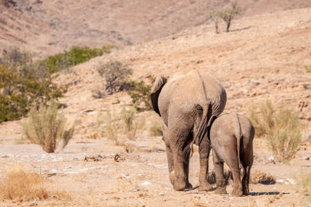 Closeup of two African Desert Elephant - Loxodonta Africana- wandering in the desert in North Western Namibia.の写真素材