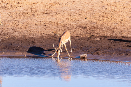 A group of impalas drinking from a waterhole in Etosha National Park, Namibia.の写真素材