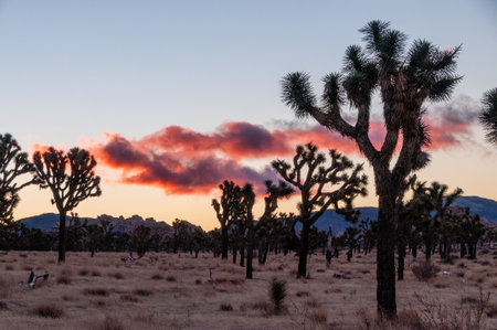 Overview of the Joshua Tree national park, showing sparsely distributed trees scattered around the rock formations. Pink clouds accentuate the rising sun.の写真素材