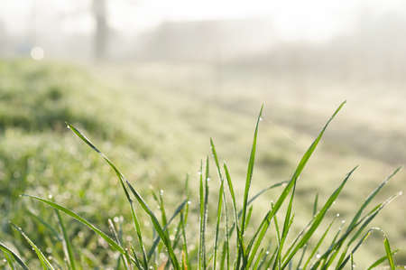 A quiet early morning scene with a light mist covering a tree filled landscape in east flanders, Belgium.の写真素材