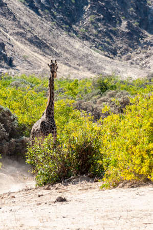 Impression of an Angolan Giraffe - Giraffa giraffa angolensis â wandering through the desert in north western, Namibia.の写真素材