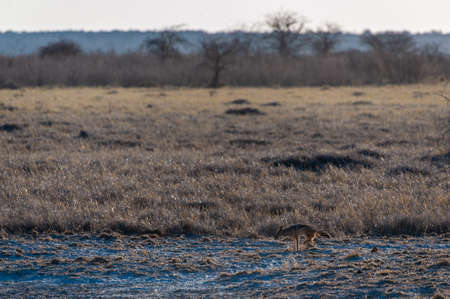 A jackal hunting on the plains of Etosha National Park, Namibia.
