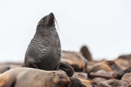 Close-up of a seal at beach near the Skeleton Coast in Namibiaの写真素材