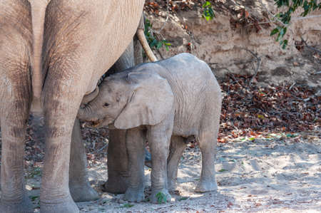 Close-up of a desert elephant and her feeding baby calf, somewhere in Namibia.の写真素材