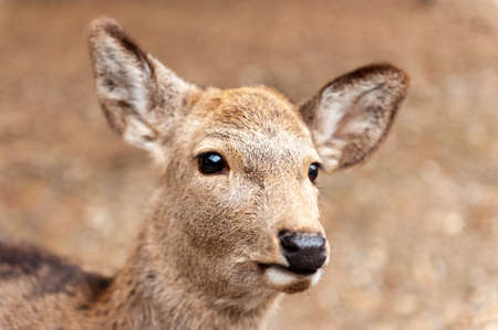Close-up of a Deer walking in Nara park, Japan.の写真素材
