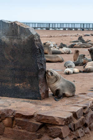 Skeleton Coast, Namibia - July 14, 2019. A curious seal is exploring a gravestone at the seal colony at the Skeleton Coast, Namibia.の写真素材