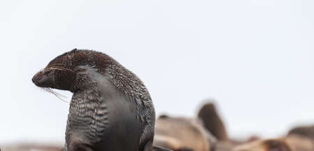 Close-up of a seal at beach near the Skeleton Coast in Namibiaの写真素材