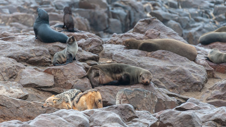 Jackals with a prey amid a seal colony along the skeleton coast in Namibia.