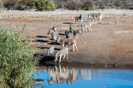 A group of Burchells Plains zebra -Equus quagga burchelli- drinking from a waterhole in Etosha National Park, Namibia.の写真素材