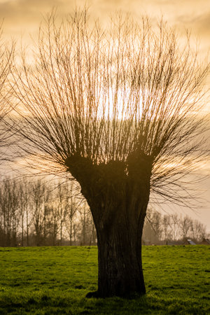 Backlit HDR shot of a pollard willow, at sunset, in the countryside of east flanders, Belgium.の写真素材