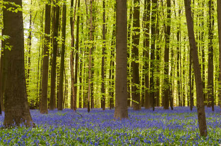 Impression from the Hallerbos, Belgiumの写真素材