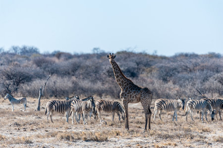 Closeup of the neck of an Angolan Giraffe - Giraffa giraffa angolensis- standing on the plains of Etosha National Park, amid a group of Burchells Plains zebra -Equus quagga burchelli.の写真素材