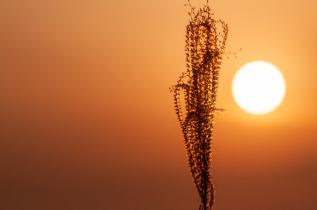 Backlit image of a reed, shot during sunset on Shiraishi Island, Japan, in Winter.