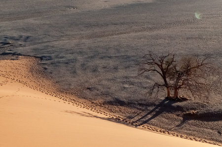 Exterior shot of the Namibian Sossusvlei sanddunes near the famous Dune 45 around sunrise