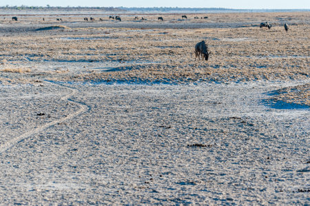 A group of blue wildebeest grazing on the plains of Etosha National Park, Namibia.の写真素材