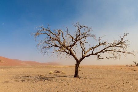 Landscape shot of a single tree in the desert near Dune 45, Sossusvlei, Namibiaの写真素材