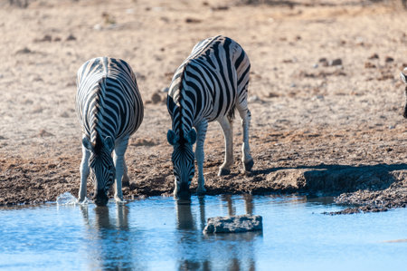 One Burchells Plains zebra -Equus quagga burchelli- walking on the plains of Etosha National Park, Namibia.の写真素材