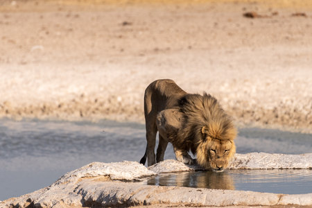 An old lion drinking from a water hole in Etosha National Park.の写真素材