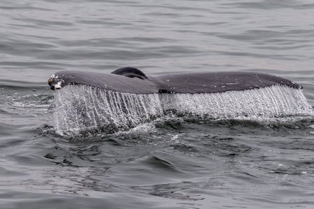 Detailed close-up of a the tail fin of a diving whale. Walvis Bay, Namibia.の写真素材