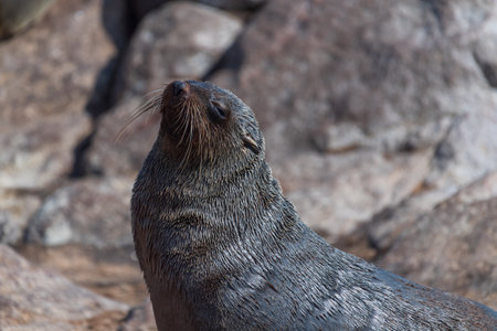 Cloe-up of a fur seal at the cape cross seal reserve along the skeleton coast in Namibia.の写真素材