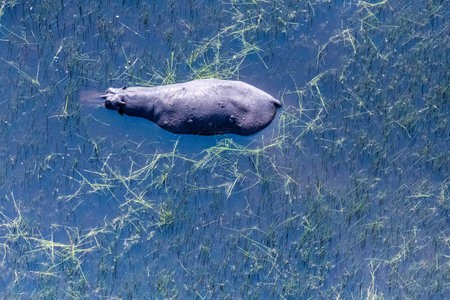 Aerial shot of a partially submerged hippotamus, Hippopotamus amphibius, floating in the marshlands of the Okavango delta, Botswana.の写真素材
