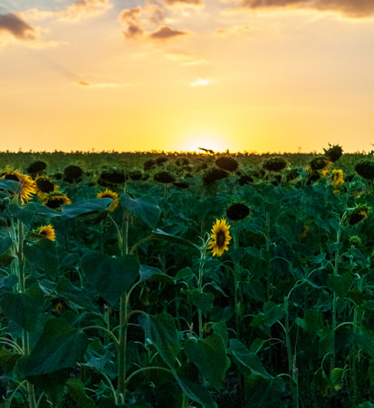 Exterior shot of a field of sunflowers in the french provence, on a beautiful summer evening, around sunset.の写真素材