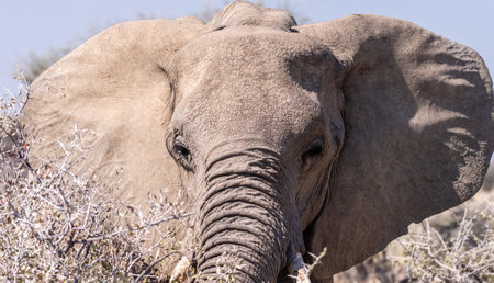 Telephoto shot of the head of an African Elephant -Loxodonta Africana- eating in Etosha National Park, Namibia.の写真素材