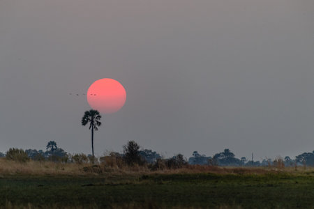 Telephoto shot of the setting sun against a background of palm trees in the Okavango Delta, Botswana.の写真素材